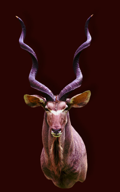 Kudu (1)
