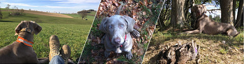 www.weimaraner-jagdhund.de