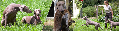 www.weimaraner-jagdhund.de