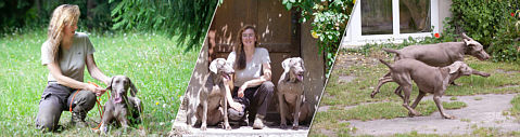 www.weimaraner-jagdhund.de