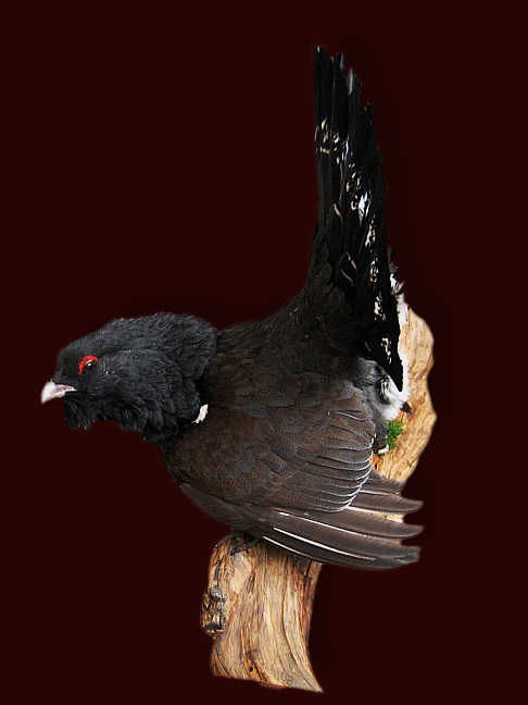 Capercaillie cock