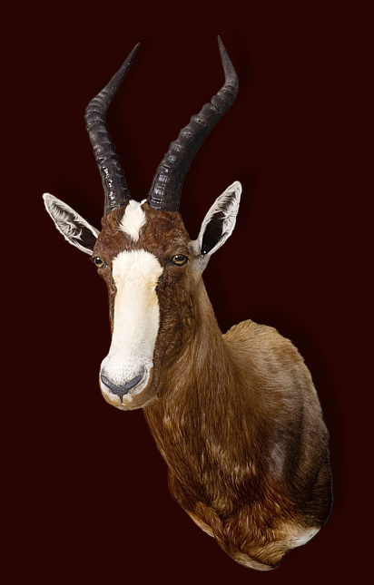 Blesbok (1)