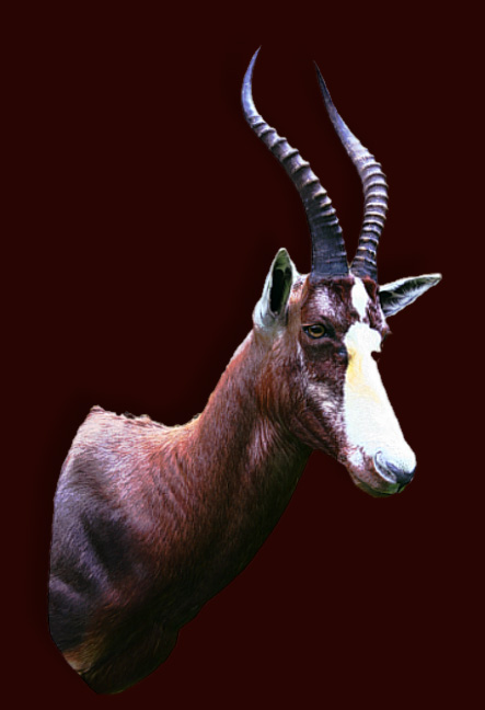 Blesbok (2)