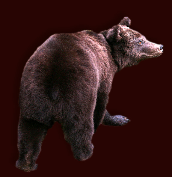 Brown bear