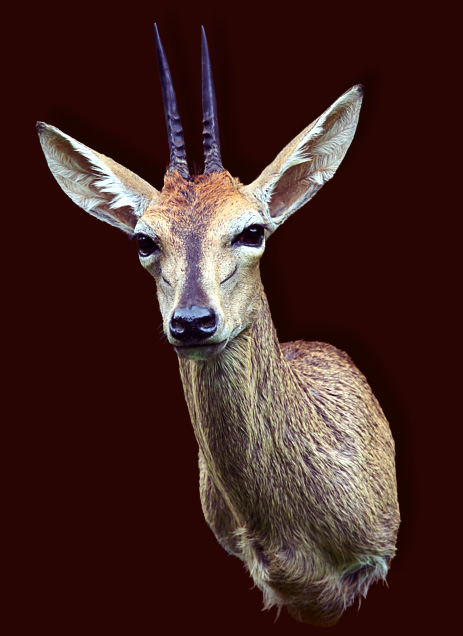 Gray duiker