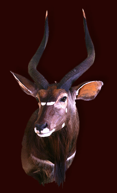 Nyala