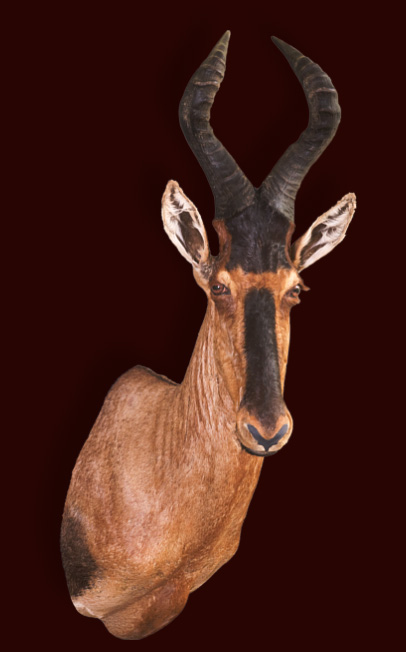 Hartebeest (1)