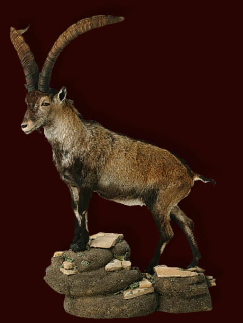 Steinbock, spanischer