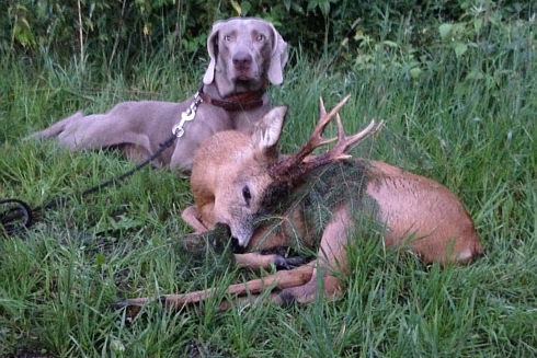 Jagd ohne Hund ist Schund-Primus